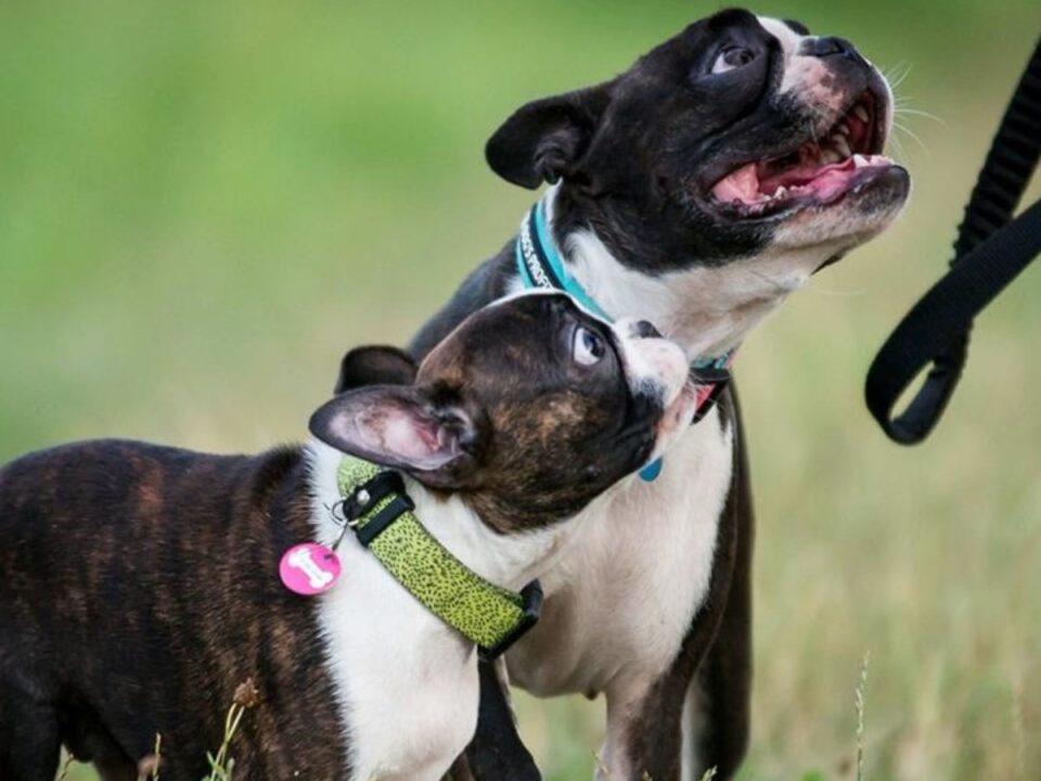 boston terrier dogsprofit