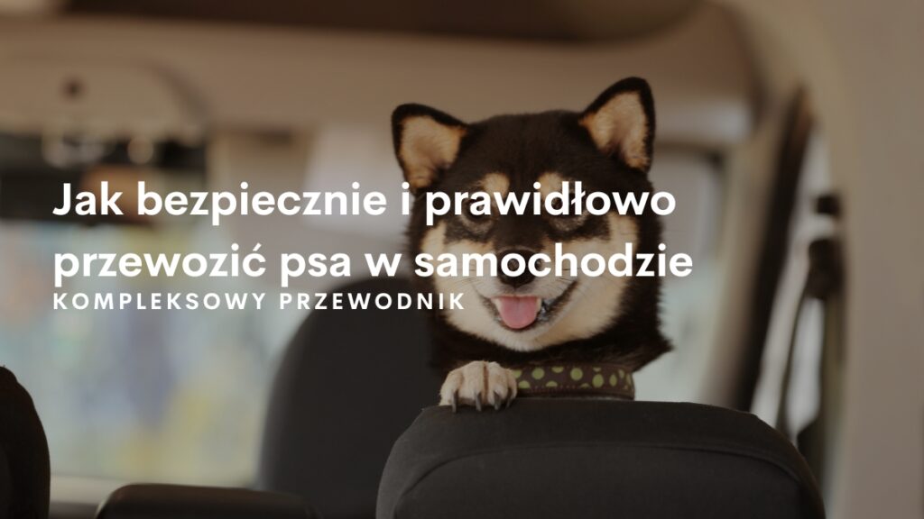 Kompleksowy przewodnik: Jak bezpiecznie i prawidłowo przewozić psa w samochodzie